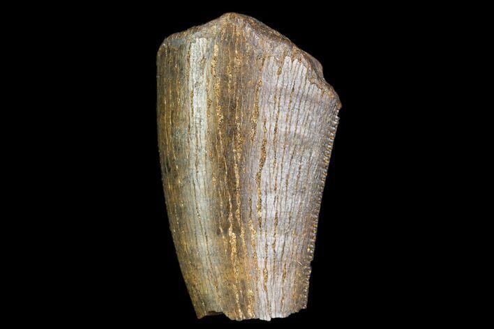 Serrated, Partial Tyrannosaur Tooth - Montana #111011